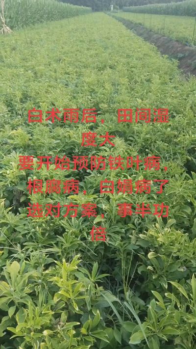 雨期过后白术病害要防治了
预防铁叶病，白娟病
现在也进入了膨大期
可以打膨大的