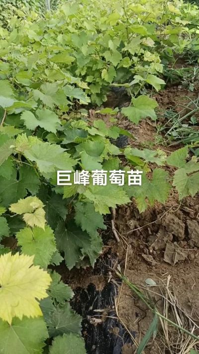 巨峰葡萄苗。一年扦插苗。需要联系。苗圃基地直销！需要联系18534302961