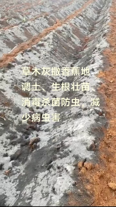 [太阳]纯植物草木灰源头厂家，草木灰广泛适用于各类农作物，是性价比很高的有机肥