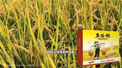 多石粮-谷物小分子有机酸，田间表现。
剑叶挺拔，灌浆饱，千粒重，上粮快。