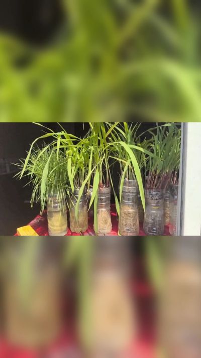 微生物菌剂，出厂前每克添加5亿微生物。最新实验生根育苗，保证不烧苗，促进毛细根增长，抑制病虫害，疏松土壤，保水保肥。近期需要用肥的老板提前联系，19331068337微信同步。