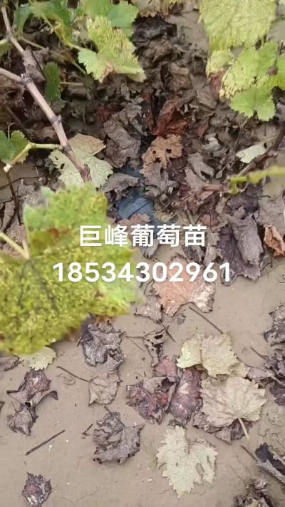 巨峰葡萄苗，一年扦插苗，苗圃基地直销！需要联系18534302961