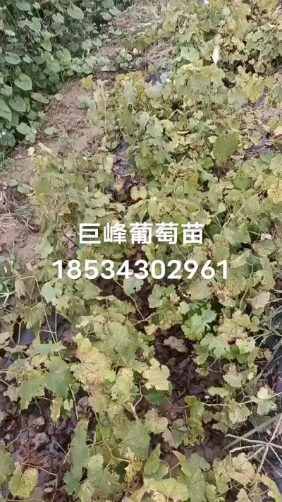 出售早熟巨峰葡萄苗。药用连翘苗，科研五号优质种苗，2/5年苗，药用连翘树，挂果树，全国包邮到家！财富密码18534302961