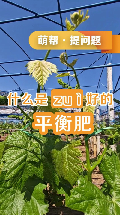 什么是最好的平衡肥