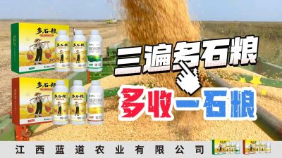 冬季种植，油菜，小麦，草莓等作物的，出现了除草剂药害，黄叶，僵苗，苗不长等问题，马上用多石粮，确保5天见到效果。