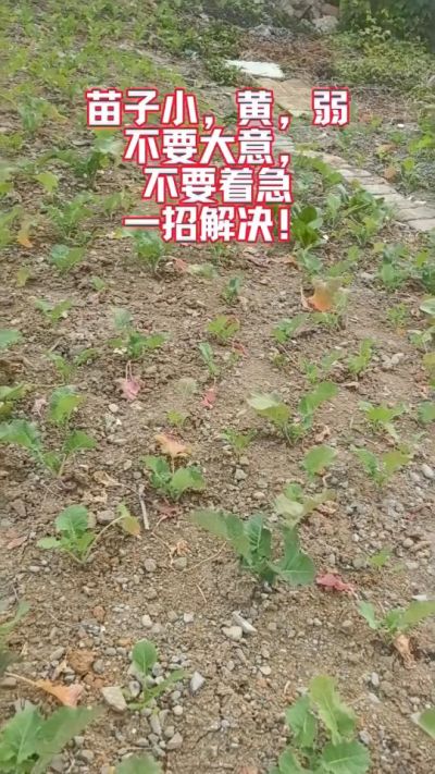 油菜苗子弱苗子小，就用多石粮，5天见效果。