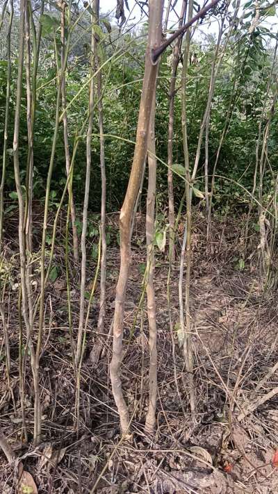 出售臭椿苗，巨峰葡萄苗。药用连翘苗，科研五号优质种苗，2/5年苗，药用连翘树，挂果树，全国包邮到家！财富密码18534302961