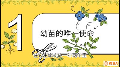 第6节：修剪决定产量（上）&mdash;&mdash;幼苗期与生长期修剪， 课程：《蓝莓&ldquo;高产&rdquo;实战课：从选苗到丰收的10个关键点》