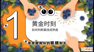第10节：完美的&ldquo;果粉&rdquo;&mdash;&mdash;采摘时机与保鲜， 课程：《蓝莓&ldquo;高产&rdquo;实战课：从选苗到丰收的10个关键点》