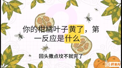 第一节：保命生死线&mdash;&mdash;黄龙病与木虱，课程：《柑橘十大病虫害：从入门到精通》