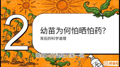 第02节：幼树管理&mdash;&mdash;&ldquo;防晒又防草，树势起得早&rdquo;，课程：《槟榔种植：从不懂到精通的10堂必修课》