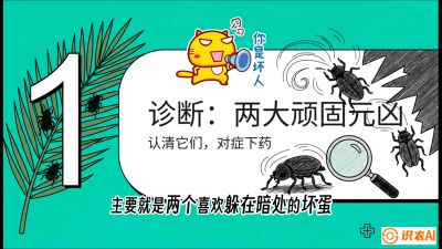 第06节：顽固虫害防治&mdash;&mdash;&ldquo;钻心虫与红蜘蛛，打准时间才服输&rdquo;《槟榔种植：从不懂到精通的10堂必修课》