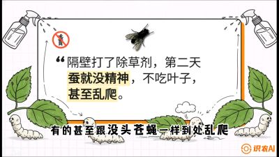 第05节：养蚕人的&ldquo;排雷战&rdquo;&mdash;&mdash;除草剂的生死禁忌，课程：《桑海淘金：桑树高产与蚕桑安全进阶实战课》
