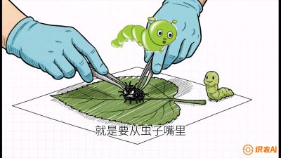 第07节：虫口夺叶（下）&mdash;&mdash;不得不打药时的&ldquo;解毒术&rdquo;，课程：《桑海淘金：桑树高产与蚕桑安全进阶实战课》
