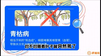 第08节：看不见的杀手&mdash;&mdash;青枯病与萎缩病，课程：《桑海淘金：桑树高产与蚕桑安全进阶实战课》
