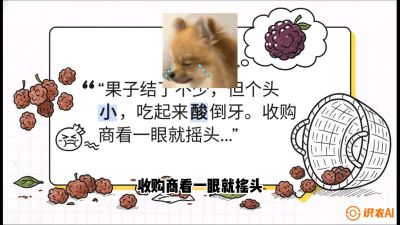 第10节：甜蜜的科学&mdash;&mdash;膨大、增甜与转色，课程：《桑海淘金：桑树高产与蚕桑安全进阶实战课》