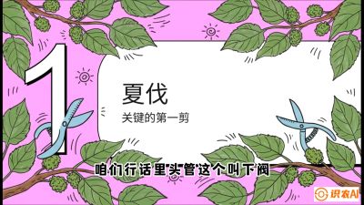 第11节：叶果双收&mdash;&mdash;特殊的夏伐与冬伐，课程：《桑海淘金：桑树高产与蚕桑安全进阶实战课》