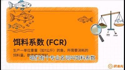 第五节：【高端单品&middot;鳜鱼】&ldquo;饲料鳜&rdquo;技术：打破吃活饵的高成本魔咒，课程：《黄金鳞甲：2025中国淡水鱼高效养殖实战营》