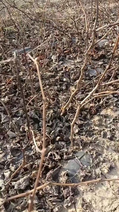 出售，巨峰葡萄苗。药用连翘苗，科研五号优质种苗，2/5年苗，药用连翘树，挂果树，全国包邮到家！财富密码18534302961