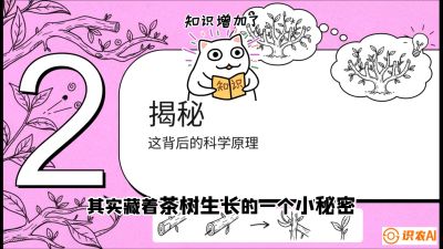 第04节（修剪篇）：树势复活术：从&ldquo;越剪越弱&rdquo;到&ldquo;枝繁叶茂&rdquo;的能量管理与夏秋茶逆袭，课程：《茶金时代：从&ldquo;看天吃饭&rdquo;到&ldquo;精准控局&rdquo;的茶叶高产提质实战课》