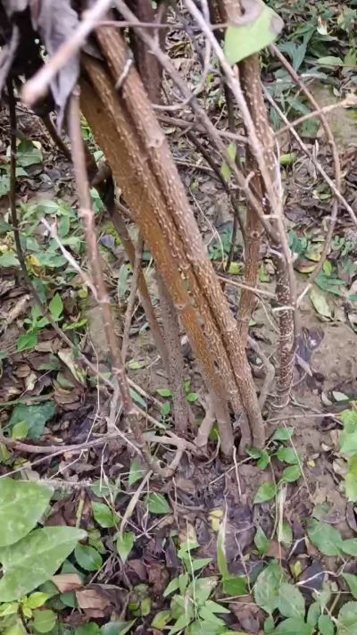 出售药用连翘苗，科研五号优质种苗，2/5年苗，药用连翘树，挂果树，全国包邮到家！财富密码18534302961出售药用连翘苗，科研五号优质种苗，2/5年苗，药用连翘树，挂果树，全国包邮到家！财富密码1