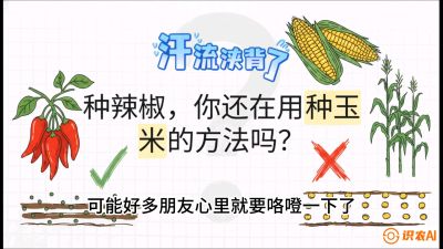 第1节：【品种定江山】工业辣椒vs小米辣：底肥公式与密度陷阱的&ldquo;百万生意经&rdquo;，课程：《辣椒种植实战特训营，从工业辣椒到精品小米辣，教你如何把&ldquo;草&rdquo;种成&ldquo;金&rdquo;》