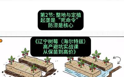 第二节： 整地与定植&mdash;&mdash;起垄是&ldquo;死命令&rdquo;，防涝是核心，课程：《辽宁树莓（海尔特兹）高产避坑实战课：从保苗到高价》