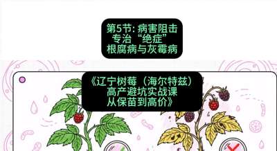 第五节： 病害阻击&mdash;&mdash;专治&ldquo;绝症&rdquo;根腐病与灰霉病，课程：《辽宁树莓（海尔特兹）高产避坑实战课：从保苗到高价》