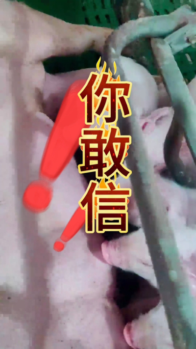 小猪抢不到奶，干瘦不长肉？成活率总上不去？😭
自从用上南商农科这款仔猪补奶机，再也没这烦恼！
✅ 一键设置下料参数，新手也能上手
✅ 恒温补奶，小猪抢着喝，长势超均匀
从车间精工组装到猪场落地使用，每