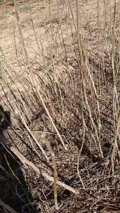 出售臭椿苗，巨峰葡萄苗。药用连翘苗，科研五号优质种苗，2/5年苗，药用连翘树，挂果树，全国包邮到家！财富密码18534302961