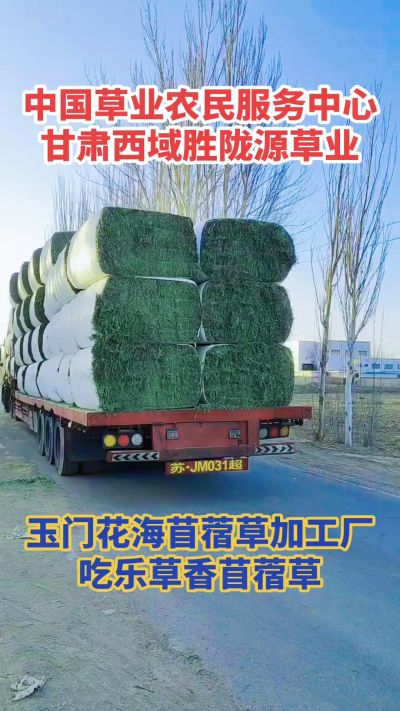 中国苜蓿草原产地批发苜蓿草 甘肃玉门胜陇源草业。18293765000
