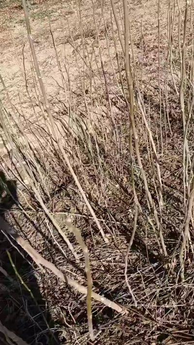 出售臭椿苗，巨峰葡萄苗。药用连翘苗，科研五号优质种苗，2/5年苗，药用连翘树，挂果树，全国包邮到家！财富密码18534302961