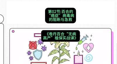 第02节：百合的&ldquo;癌症&rdquo;&mdash;&mdash;病毒病的阻断与急救，课程：《卷丹百合&ldquo;无病高产&rdquo;植保实战课》#识农AI