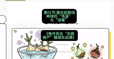 第01节：赢在起跑线&mdash;&mdash;种球的&ldquo;洗澡&rdquo;与&ldquo;消毒&rdquo;，课程：《卷丹百合&ldquo;无病高产&rdquo;植保实战课》#识农AI