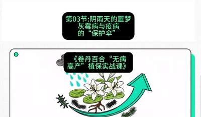 第03节：阴雨天的噩梦&mdash;&mdash;灰霉病与疫病的&ldquo;保护伞&rdquo;，课程：《卷丹百合&ldquo;无病高产&rdquo;植保实战课》#识农AI