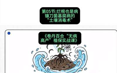 第05节：烂根也是病&mdash;&mdash;镰刀菌基腐病的&ldquo;土壤消毒术&rdquo; ，课程：《卷丹百合&ldquo;无病高产&rdquo;植保实战课》#识农AI