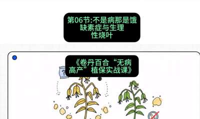 第06节：不是病那是饿&mdash;&mdash;缺素症与生理性烧叶 ，课程：《卷丹百合&ldquo;无病高产&rdquo;植保实战课》#识农AI