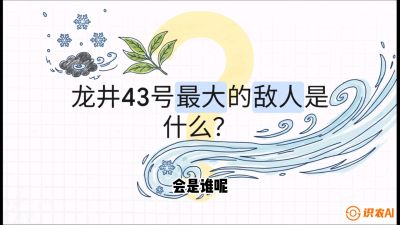 第04节：龙井双璧&mdash;&mdash;龙井43与群体种的差异化护养（重点），课程：《茗茶卫士&mdash;&mdash;茶叶病虫害绿色防控实战课》#识农AI