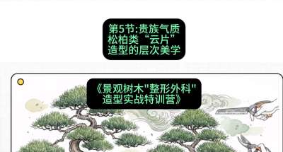 第05节：贵族气质&mdash;&mdash;松柏类&ldquo;云片&rdquo;造型的层次美学，课程：《景观树木&ldquo;整形外科&rdquo;造型实战特训营》#识农AI