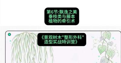 第06节：飘逸之美&mdash;&mdash;垂枝类与藤本植物的牵引术，课程：《景观树木&ldquo;整形外科&rdquo;造型实战特训营》#识农AI