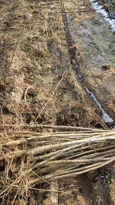 出售臭椿苗，巨峰葡萄苗。药用连翘苗，科研五号优质种苗，2/5年苗，药用连翘树，挂果树，全国包邮到家！财富密码18534302961