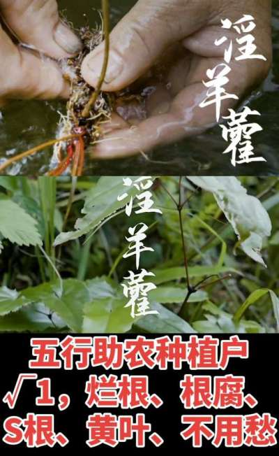 177，1907，0725，V 同号
1  老乡们！种淫羊藿不用乱买肥，咱这款专用肥，针对淫羊藿习性配的，壮苗防烂根，采收多卖钱，用过都回头！
2  咱种淫羊藿图的就是省心高产！专用肥薄肥勤施，苗不烧