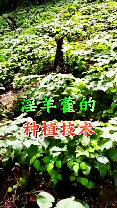 揭秘&ldquo;仙草&rdquo;淫羊藿的种植密码！耐严寒耐贫瘠，林下套种不占耕地，管理简单还能套种其他作物，一亩地的投入两亩地的收益～ 想返乡创业的赶紧码住！ #淫羊藿种植技术 #返乡创业项目 #药材种植指南 #农业新风