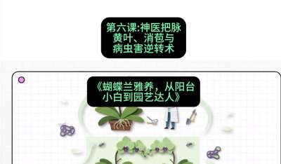 第六节：神医把脉：黄叶、消苞与病虫害逆转术，课程：《蝴蝶兰雅养六讲：从阳台小白到园艺达人》#识农AI