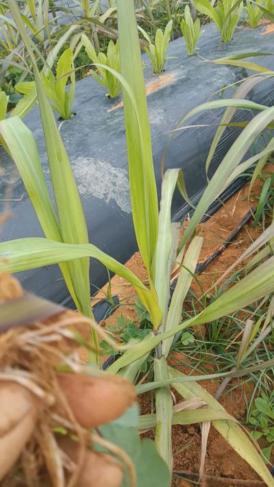 黑甘蔗种植下去，三个月。第一次追肥，