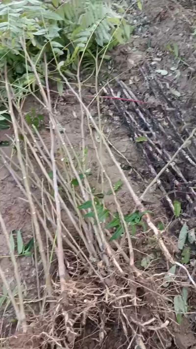 出售臭椿苗，巨峰葡萄苗。药用连翘苗，科研五号优质种苗，2/5年苗，药用连翘树，挂果树，全国包邮到家！财富密码18534302961