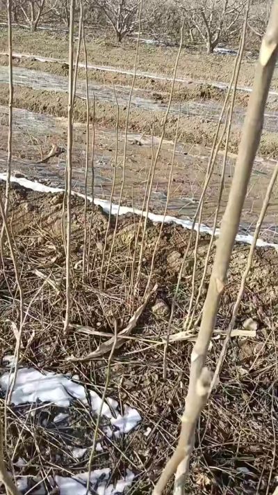 出售臭椿苗，巨峰葡萄苗。药用连翘苗，科研五号优质种苗，2/5年苗，药用连翘树，挂果树，全国包邮到家！财富密码18534302961