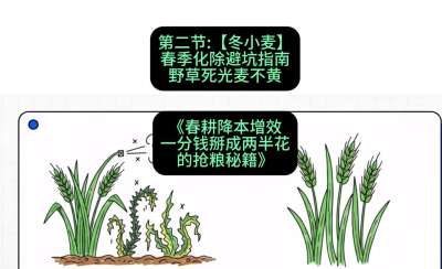 第二节：【冬小麦】春季化除避坑指南，野草死光麦不黄