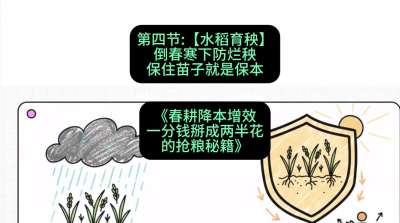 第四节：【水稻育秧】倒春寒下防烂秧，保住苗子就是保本