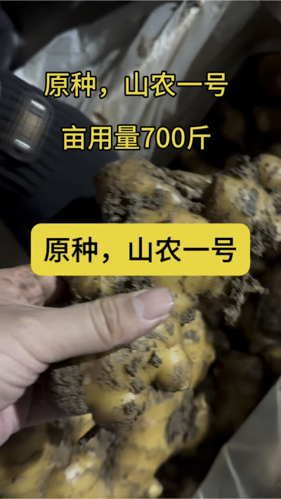 原种，山农一号